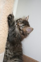 /album/wurf-b-geb-am-19-07-2015/a039-jpg/